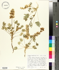 Lupinus densiflorus image