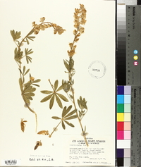 Lupinus elatus image