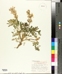 Lupinus horizontalis image
