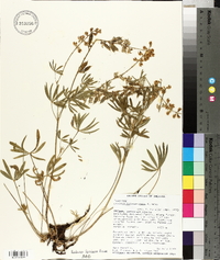 Lupinus holosericeus image