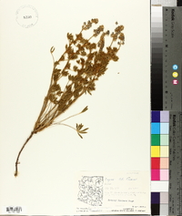 Lupinus hillii image