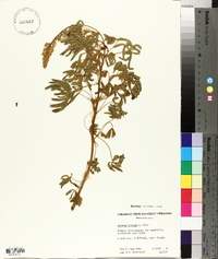 Lupinus formosus var. robustus image