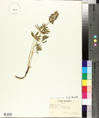 Lupinus grayi image