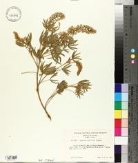 Lupinus argenteus var. laxiflorus image