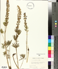 Lupinus argenteus var. laxiflorus image