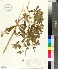 Lupinus latifolius subsp. longipes image