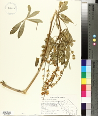 Lupinus latifolius subsp. longipes image