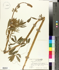 Lupinus sierrae-blancae subsp. sierrae-blancae image