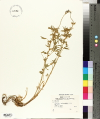 Lupinus meionanthus image