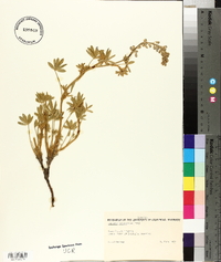 Lupinus meionanthus image