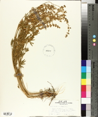 Lupinus meionanthus image