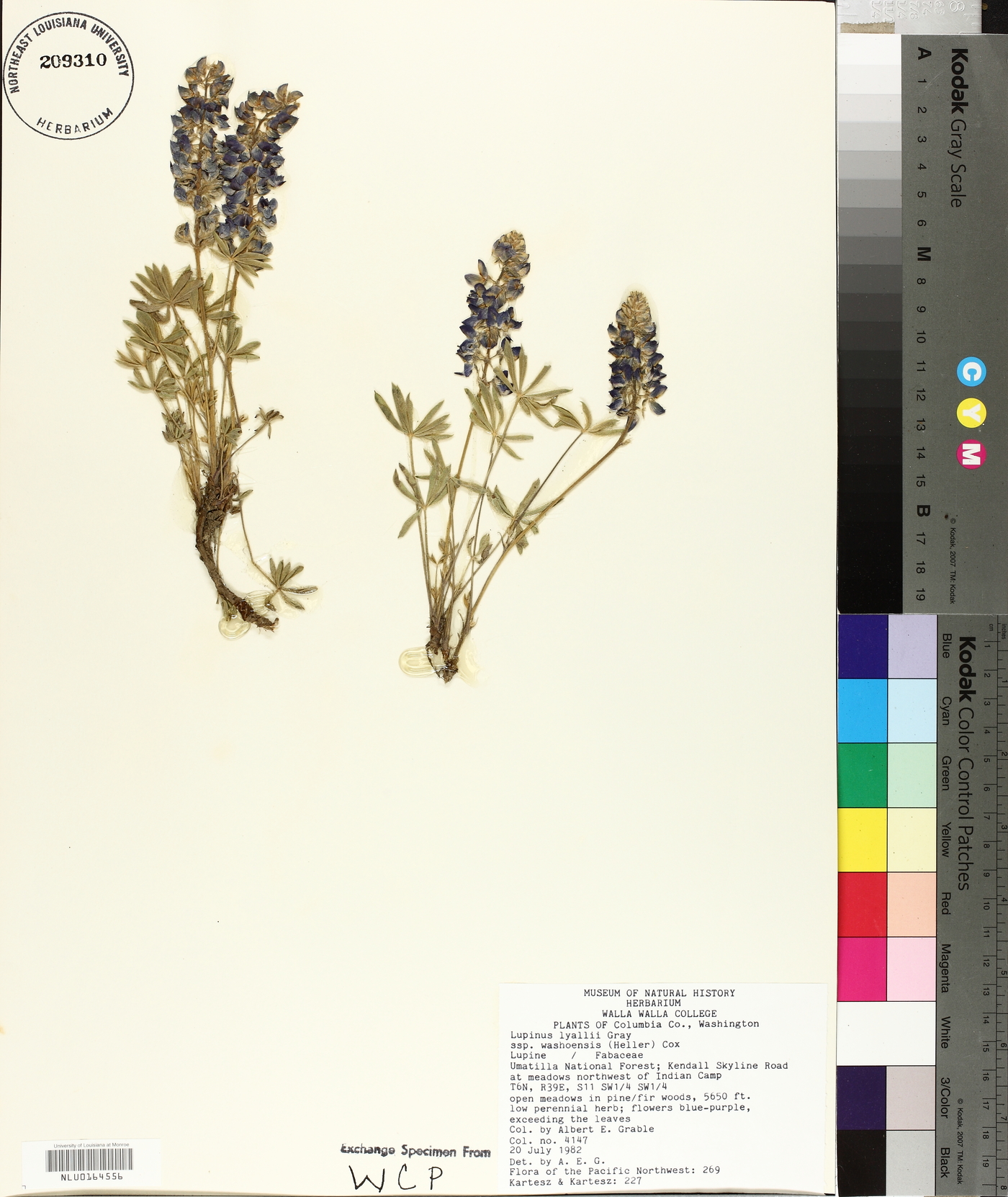 Lupinus lyallii subsp. washoensis image