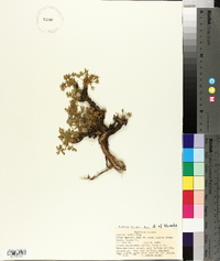 Lupinus lobbii image