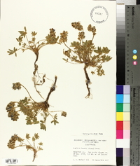 Lupinus lobbii image