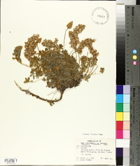 Lupinus lobbii image