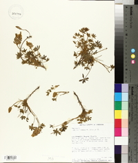 Lupinus lobbii image