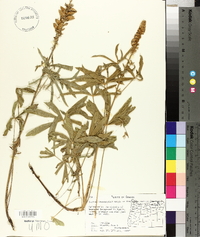 Lupinus leucophyllus image