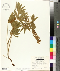 Lupinus leucophyllus image