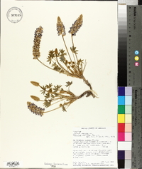 Lupinus lepidus image