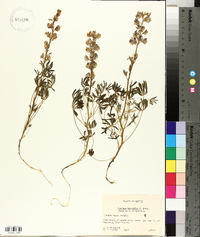 Lupinus nuttallii image