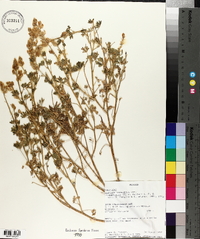 Lupinus concinnus image