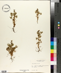 Lupinus bicolor image