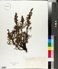 Lupinus aschenbornii image