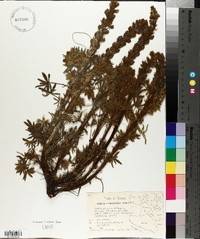 Lupinus aschenbornii image