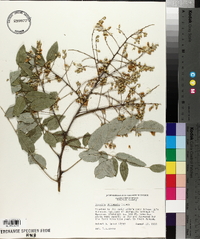 Maackia hupehensis image