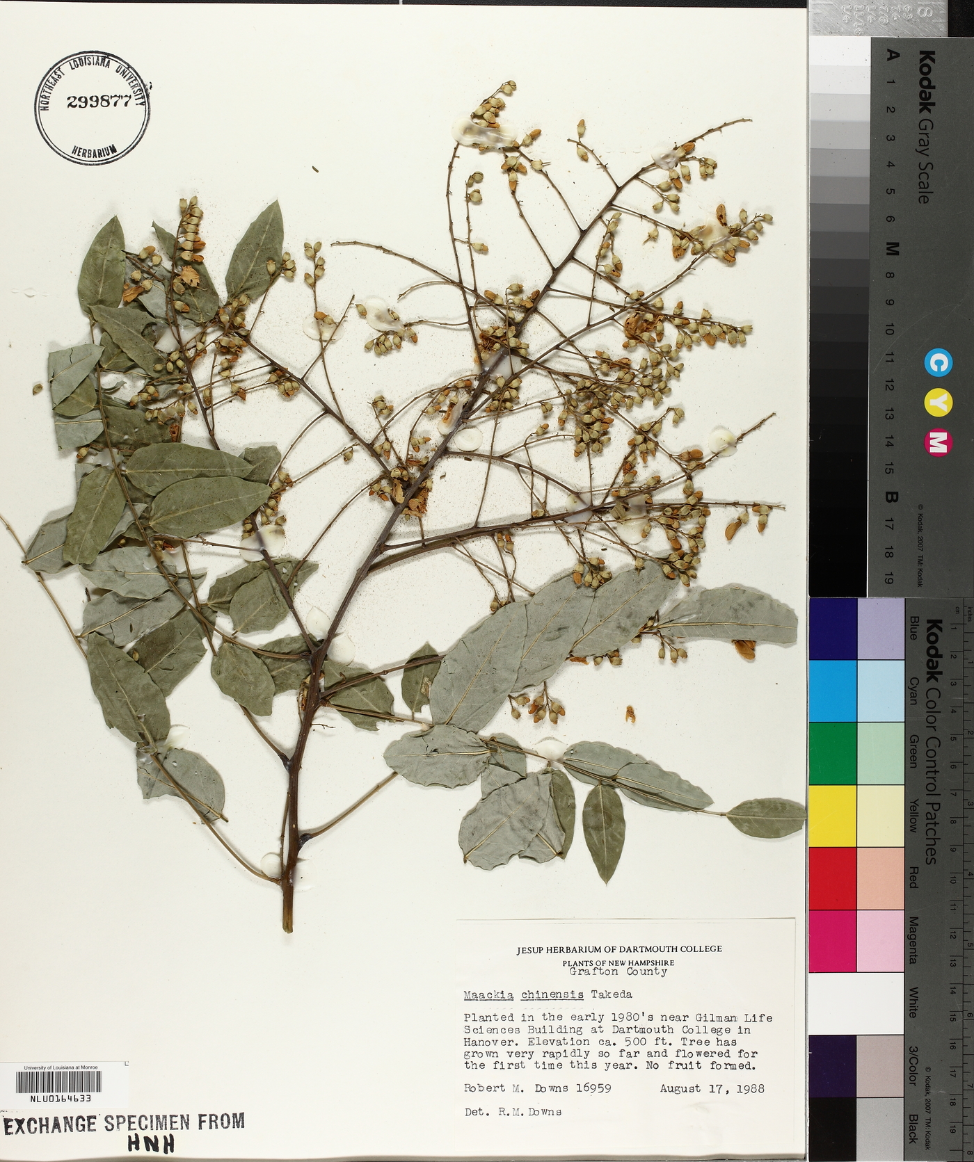 Maackia hupehensis image