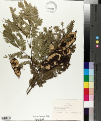 Lysiloma bahamensis image