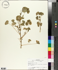 Medicago arabica image