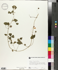 Medicago arabica image