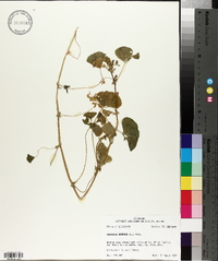 Medicago arabica image