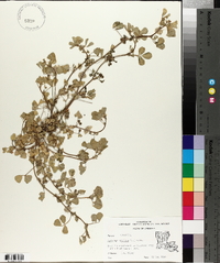 Medicago arabica image