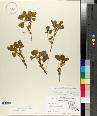 Medicago arabica image