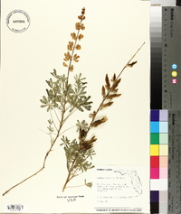 Lupinus nuttallii image