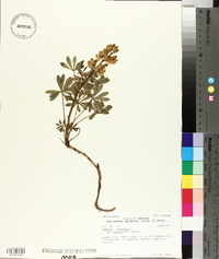Lupinus perennis subsp. perennis image