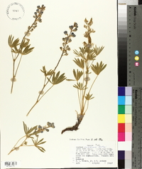 Lupinus nevadensis image