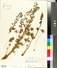 Lupinus nevadensis image