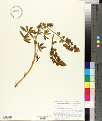 Lupinus neomexicanus image