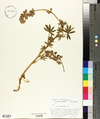 Lupinus neomexicanus image