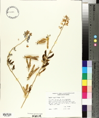 Lupinus neomexicanus image