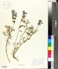 Lupinus nanus subsp. menkerae image