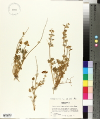 Lupinus nanus subsp. nanus image