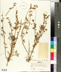 Lupinus nanus image