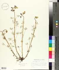 Lupinus nanus image