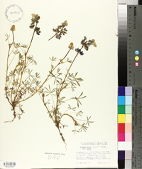 Lupinus nanus subsp. nanus image