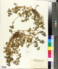 Lupinus nanus image