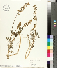 Lupinus nanus subsp. nanus image